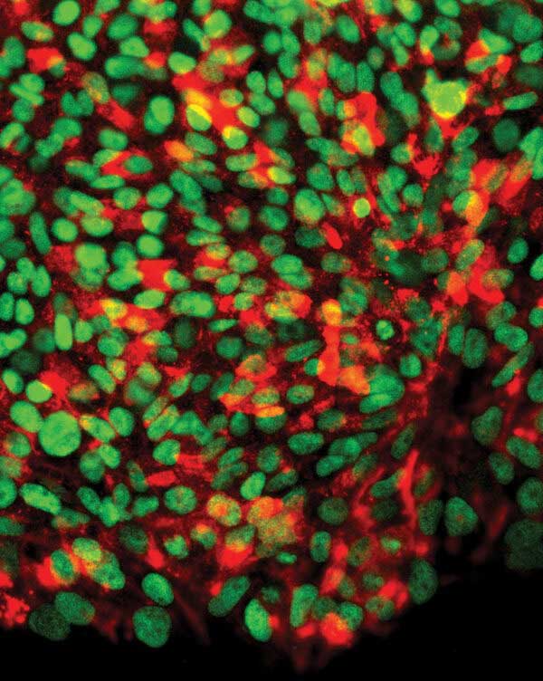 microscopic image pluripotent stem cells